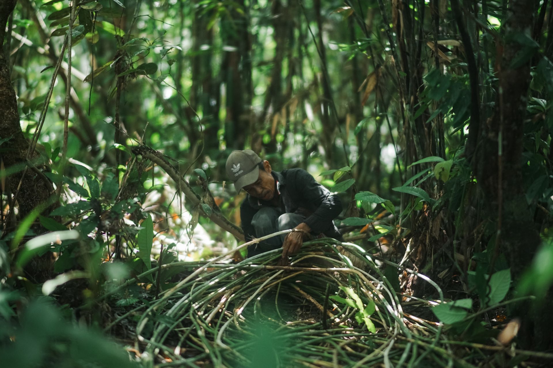 P2RK Panen Rotan