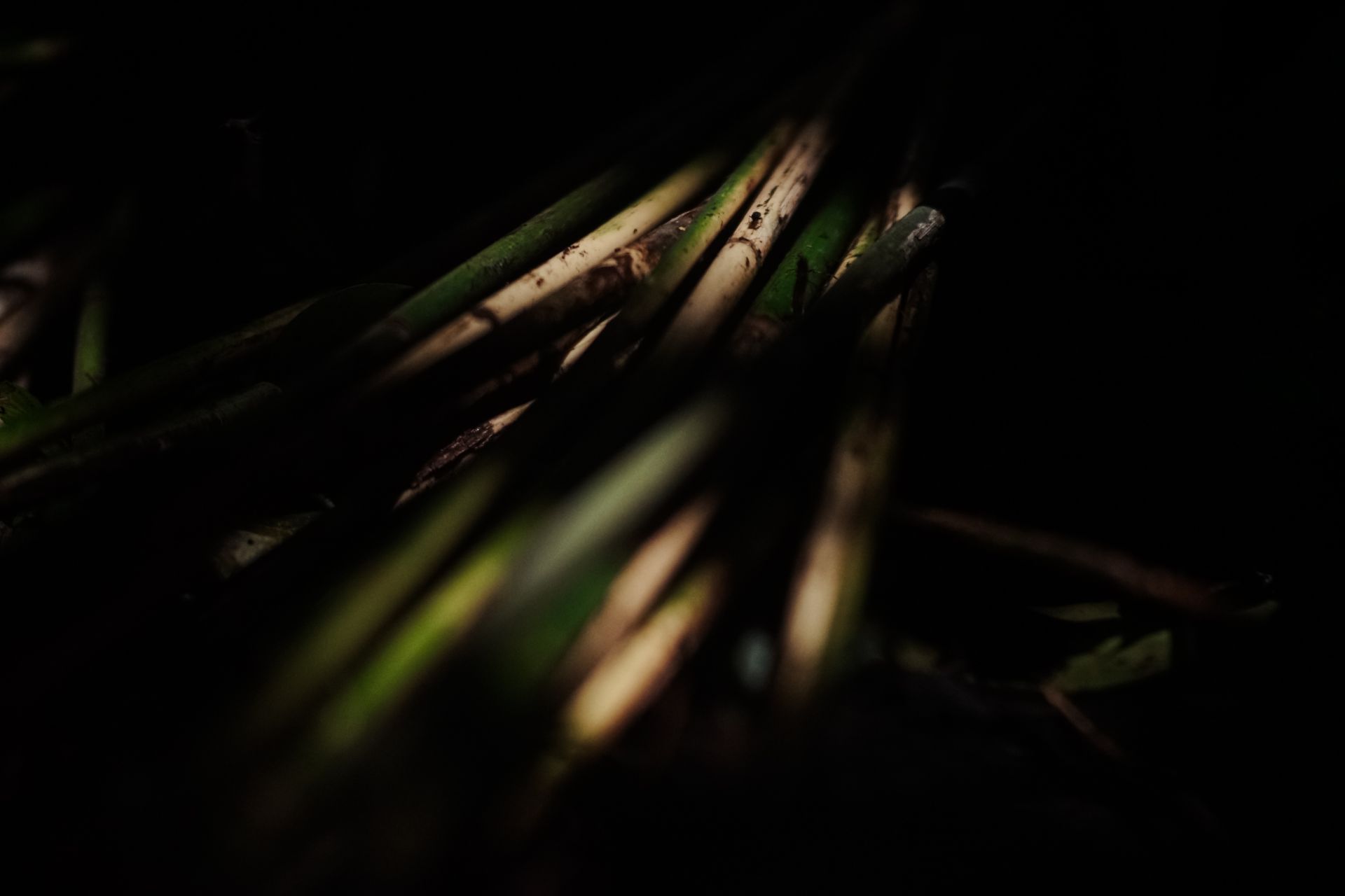 P2RK Panen Rotan