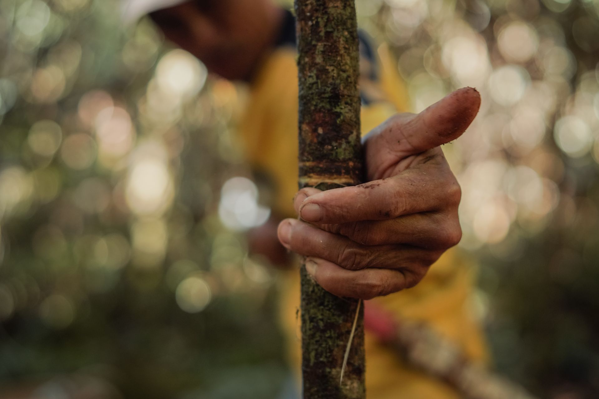 P2RK Panen Rotan