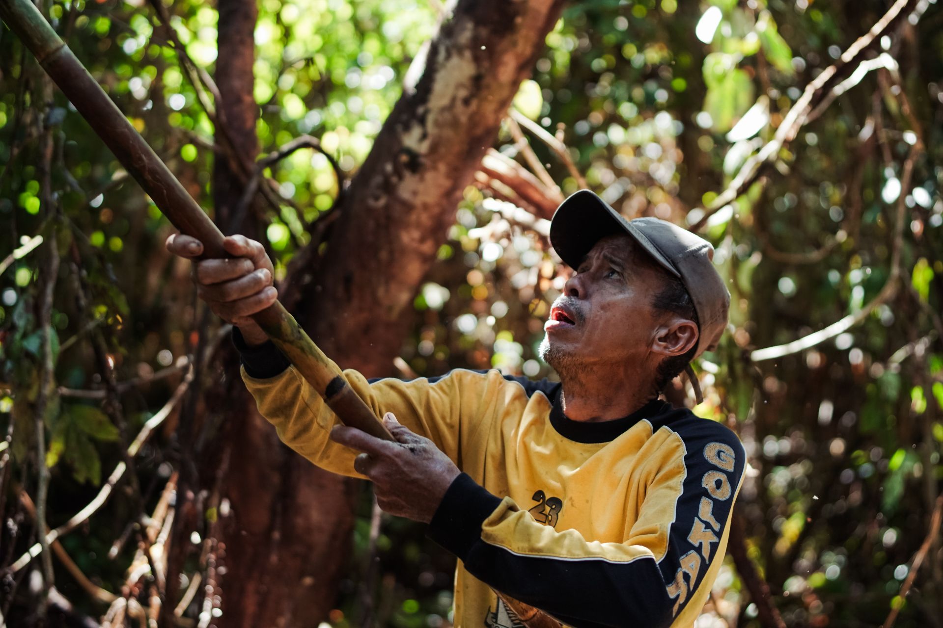 P2RK Panen Rotan