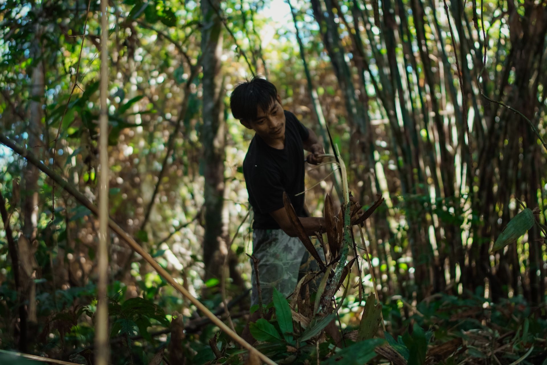 P2RK Panen Rotan