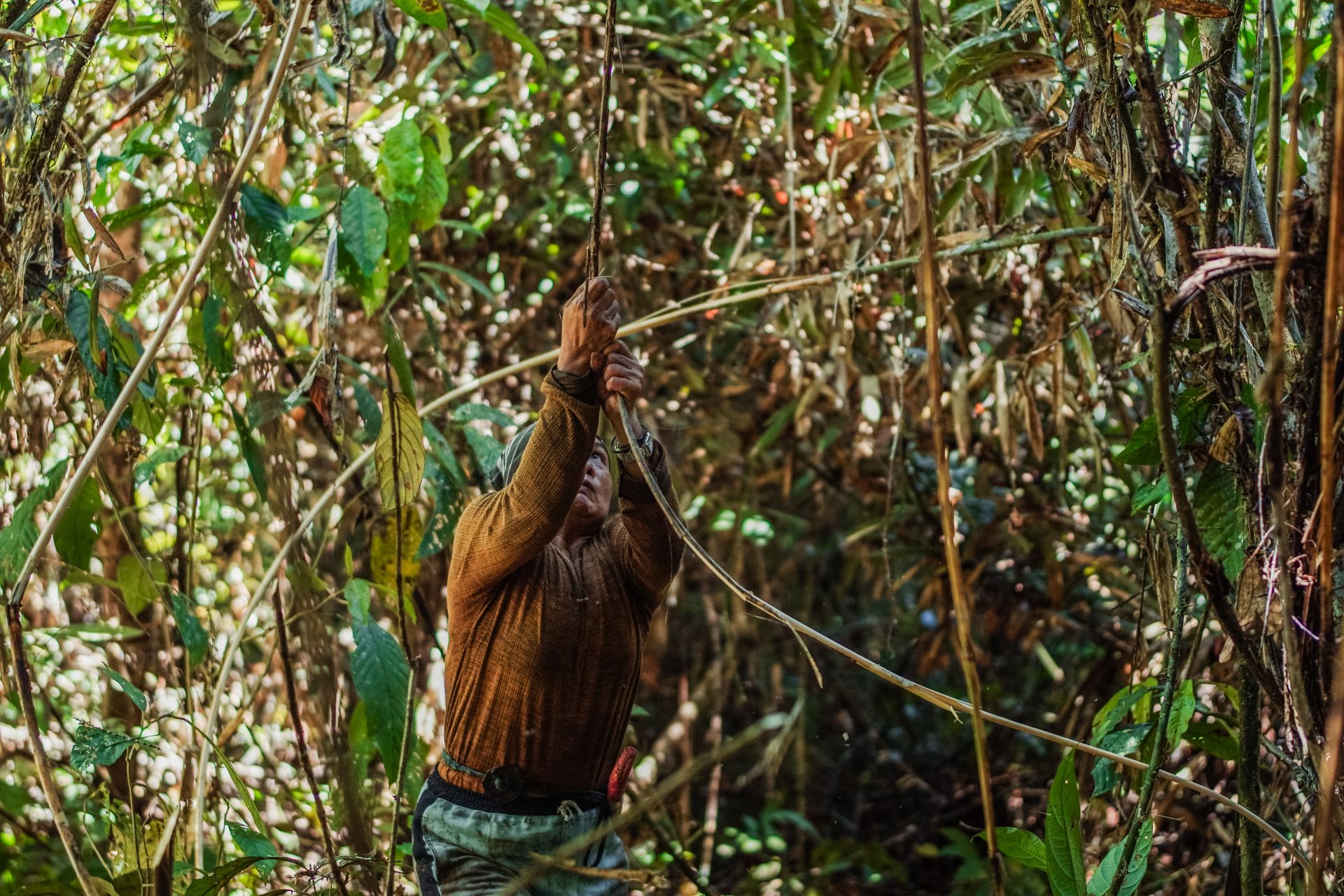 P2RK Panen Rotan