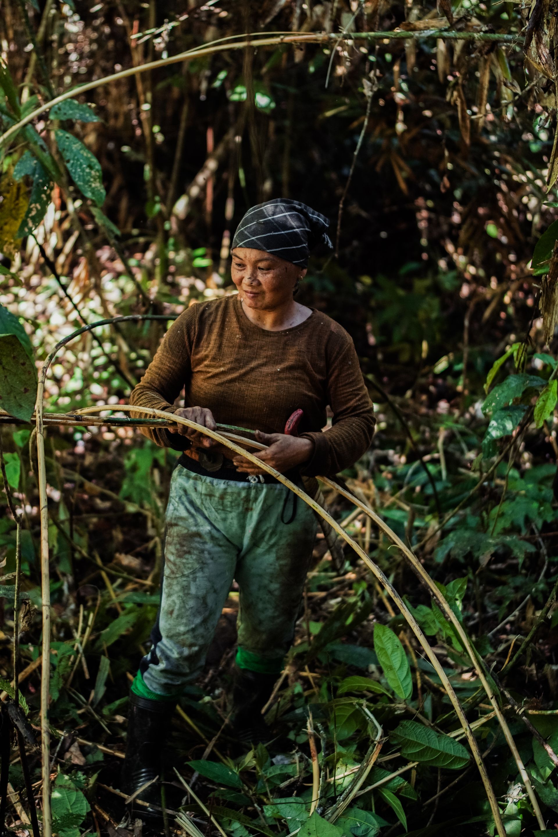 P2RK Panen Rotan