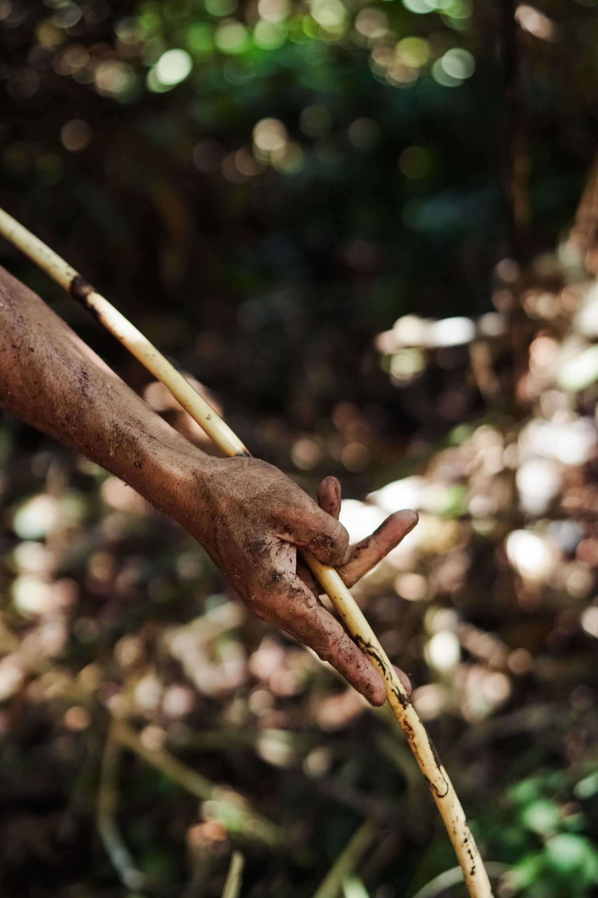P2RK Panen Rotan