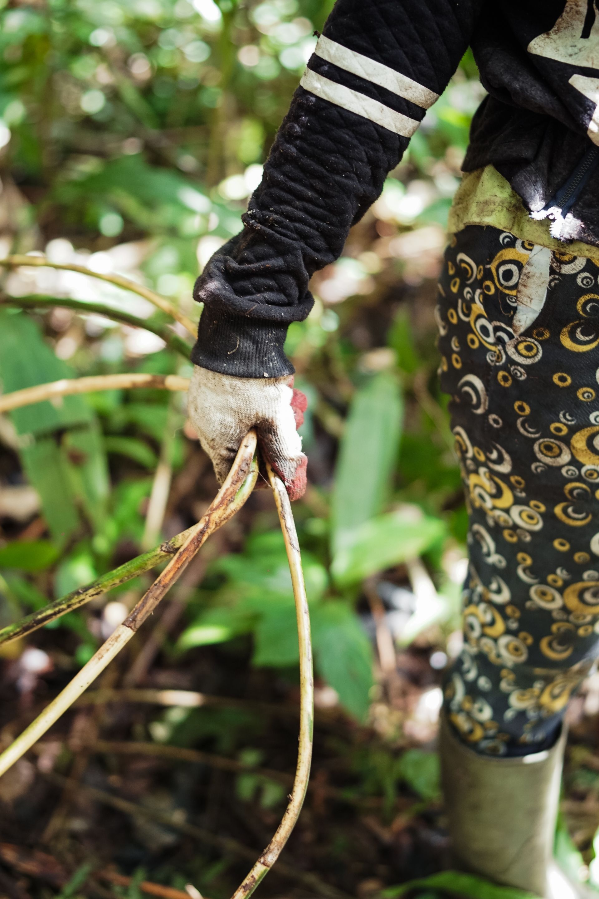 P2RK Panen Rotan