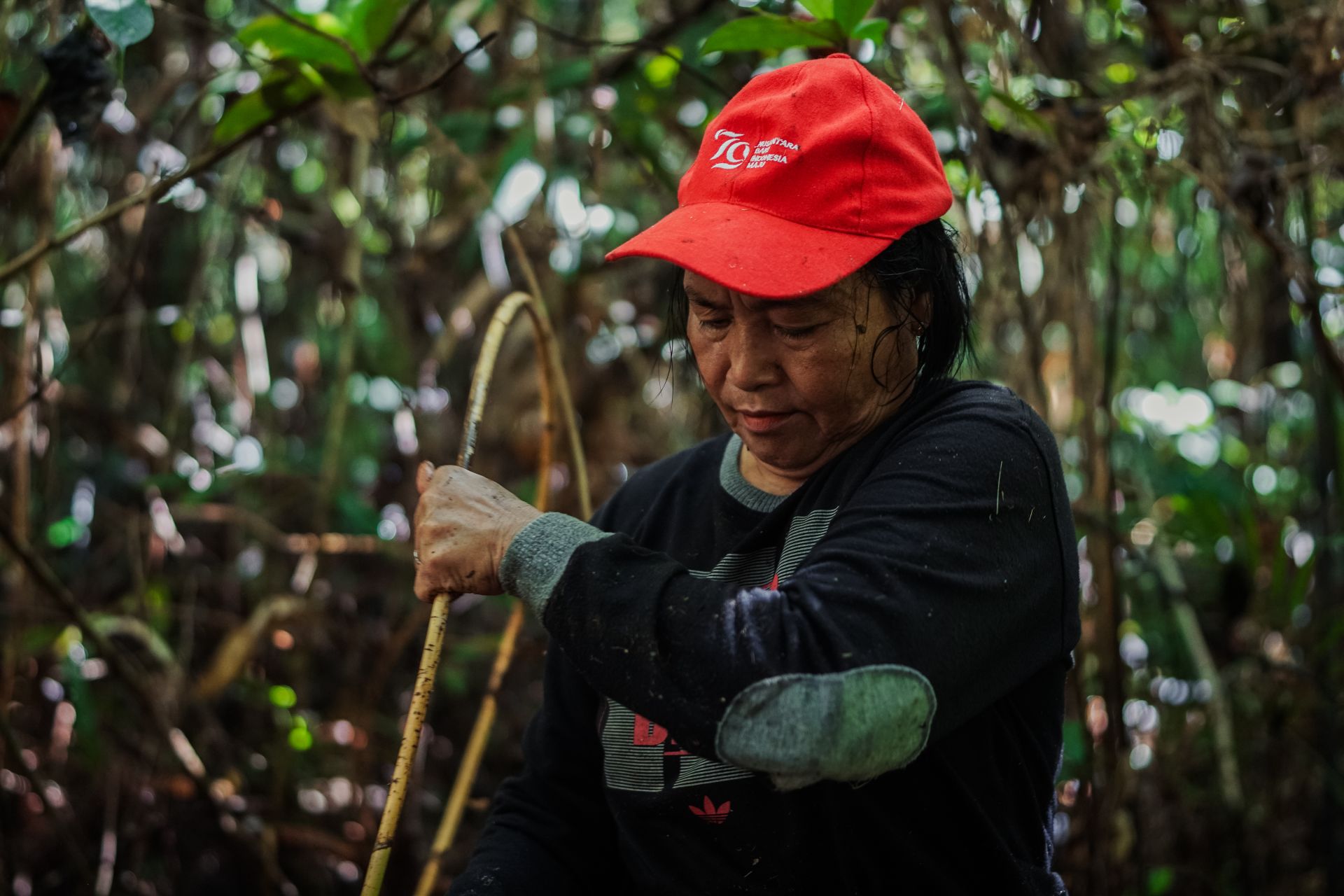 P2RK Panen Rotan