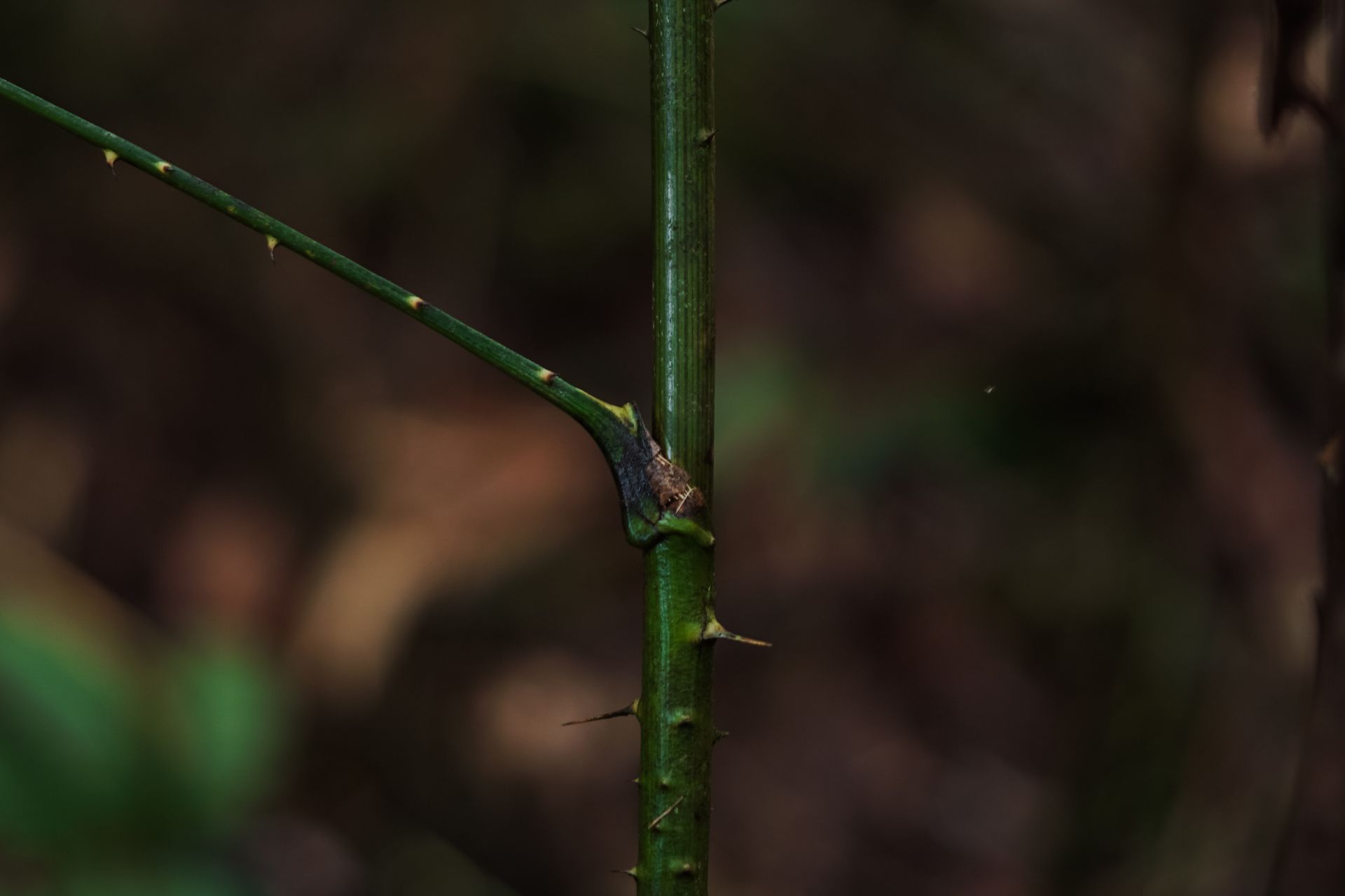 P2RK Panen Rotan