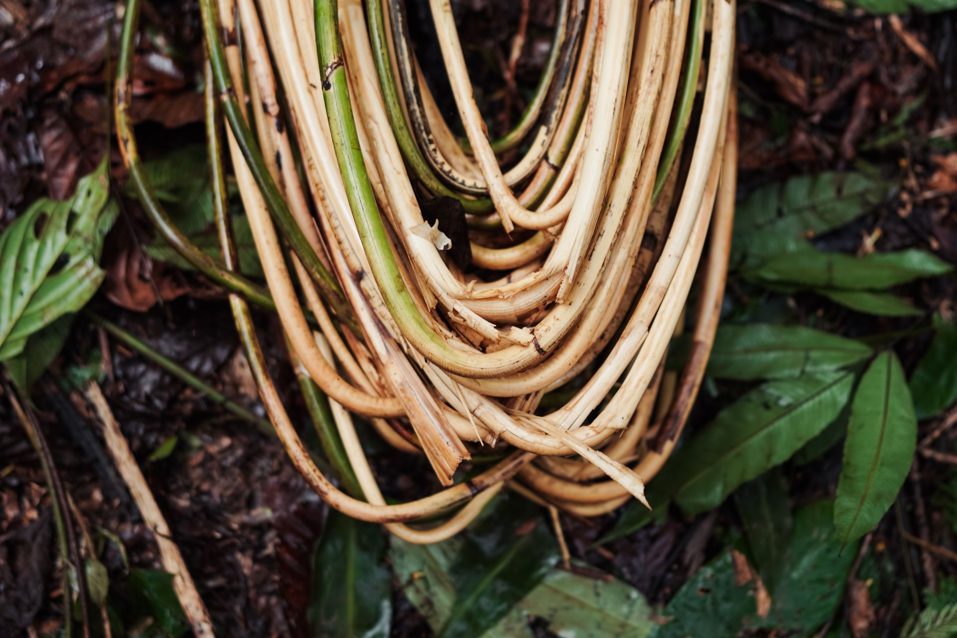 P2RK Panen Rotan