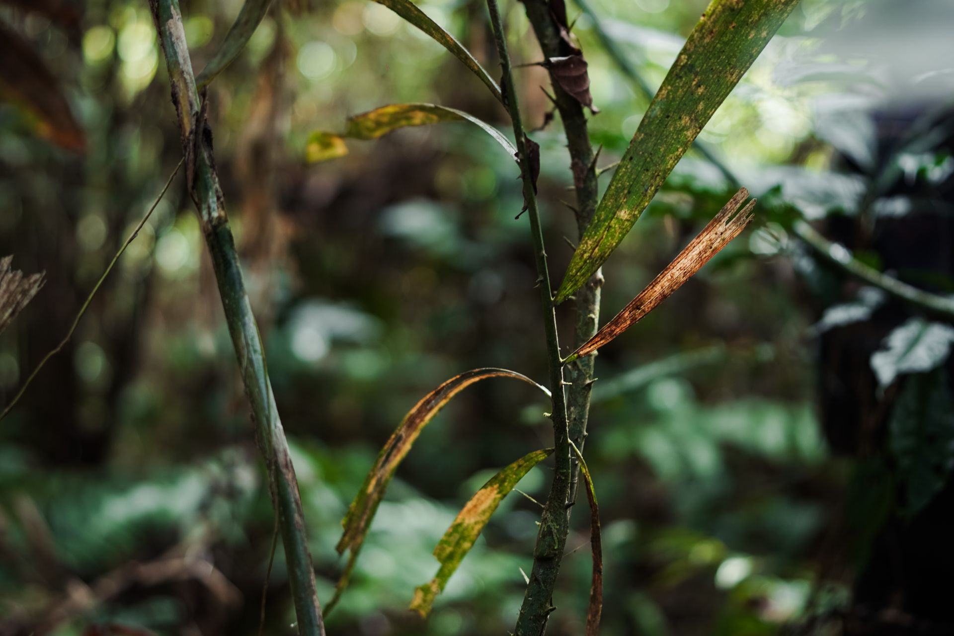 P2RK Panen Rotan