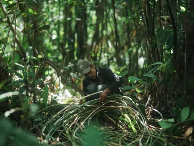 P2RK Panen Rotan