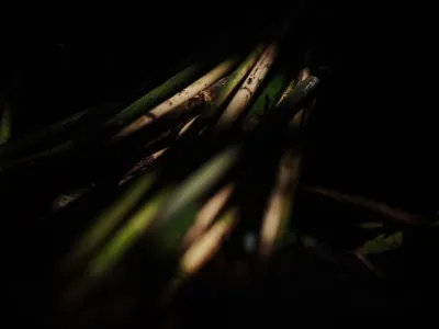 P2RK Panen Rotan