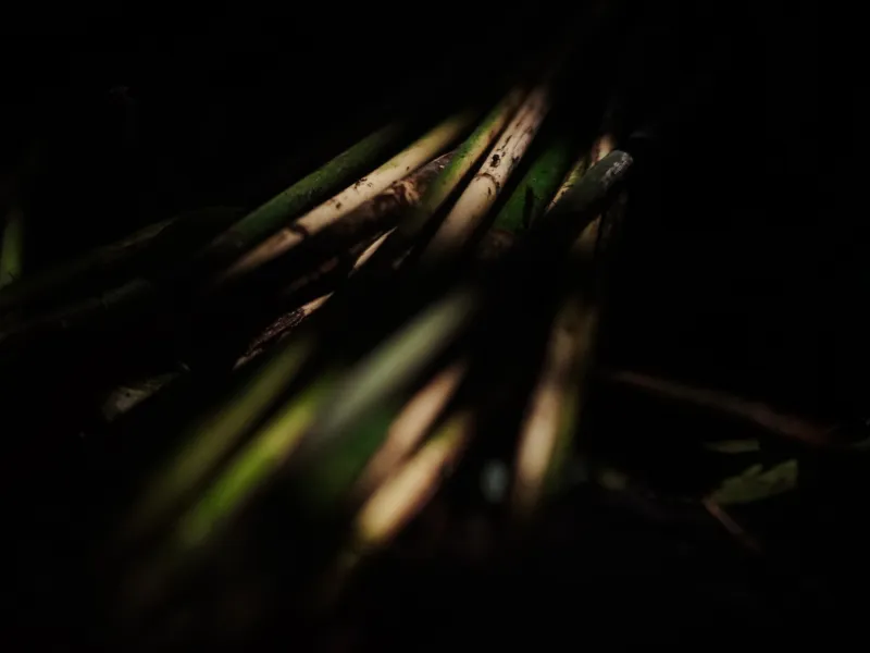 P2RK Panen Rotan
