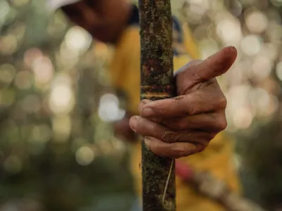 P2RK Panen Rotan