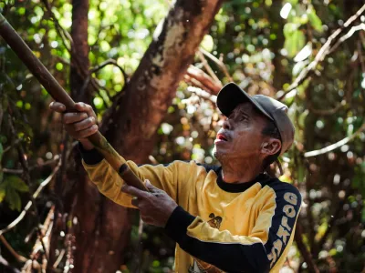 P2RK Panen Rotan