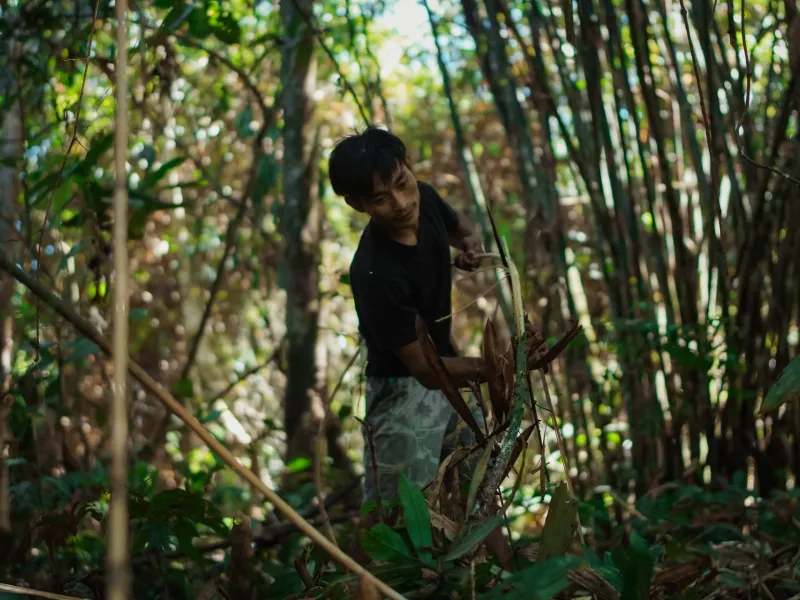 P2RK Panen Rotan