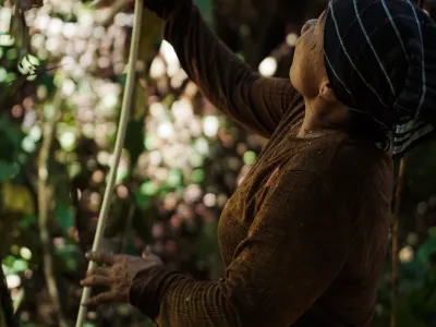 P2RK Panen Rotan