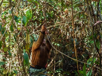 P2RK Panen Rotan