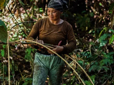 P2RK Panen Rotan
