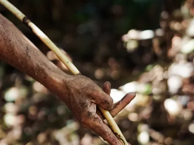 P2RK Panen Rotan