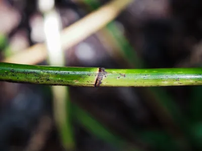 P2RK Panen Rotan