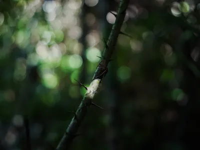 P2RK Panen Rotan