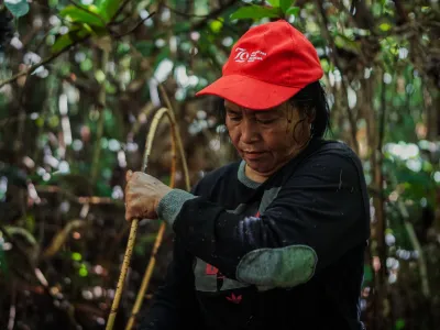 P2RK Panen Rotan