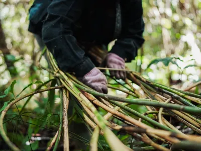 P2RK Panen Rotan