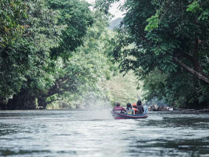 P2RK Panen Rotan