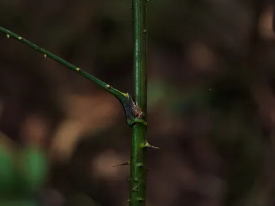 P2RK Panen Rotan