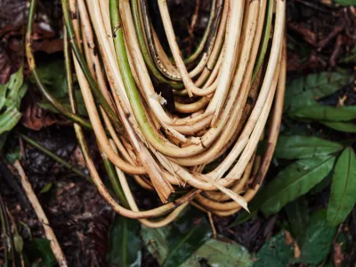P2RK Panen Rotan
